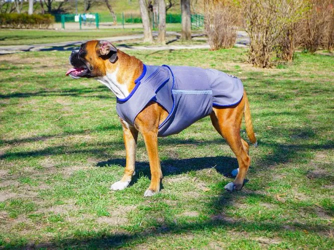 BOXER SOFTSHELL DOG COAT / MADE TO ORDER