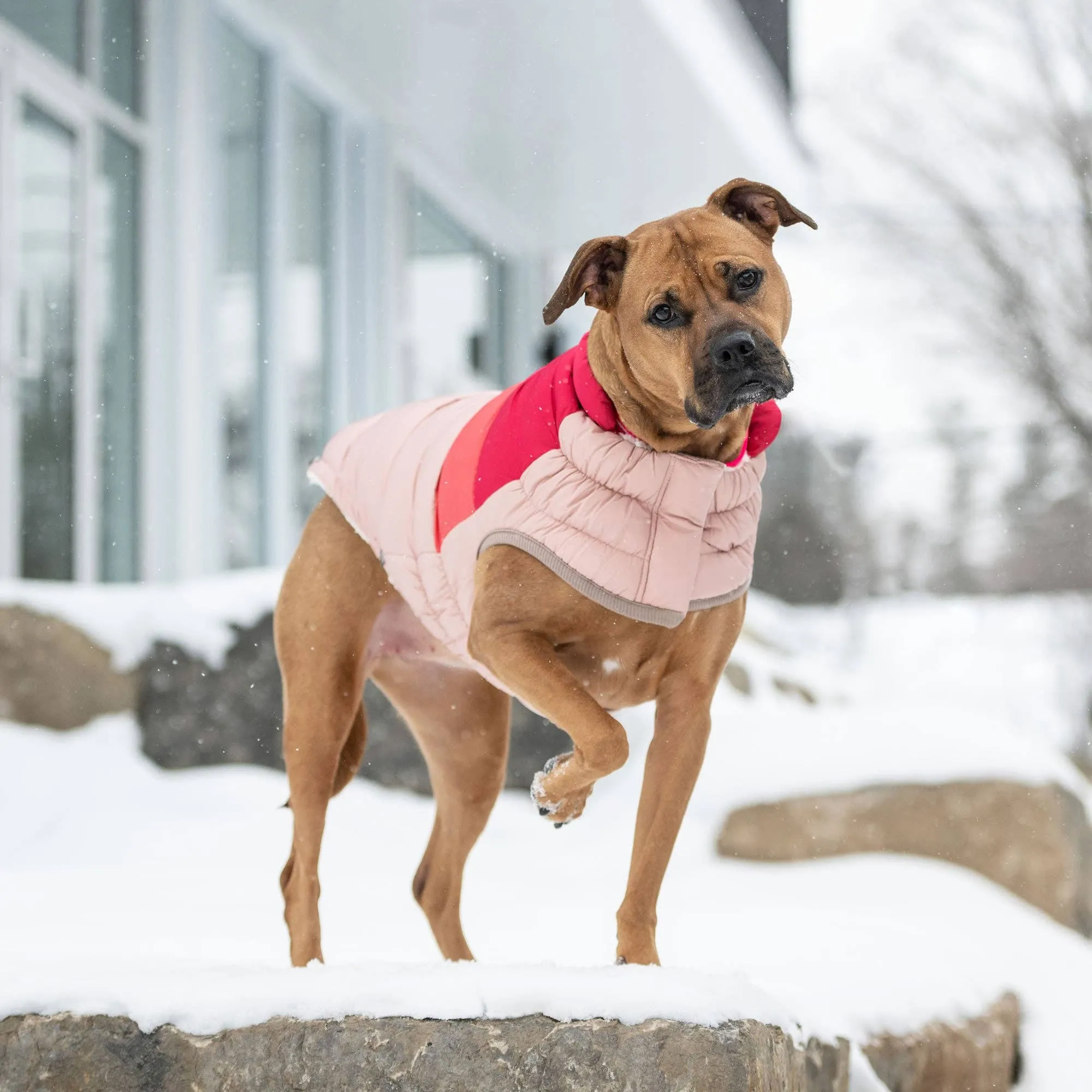 GF Pet Color Block Puffer - Pink