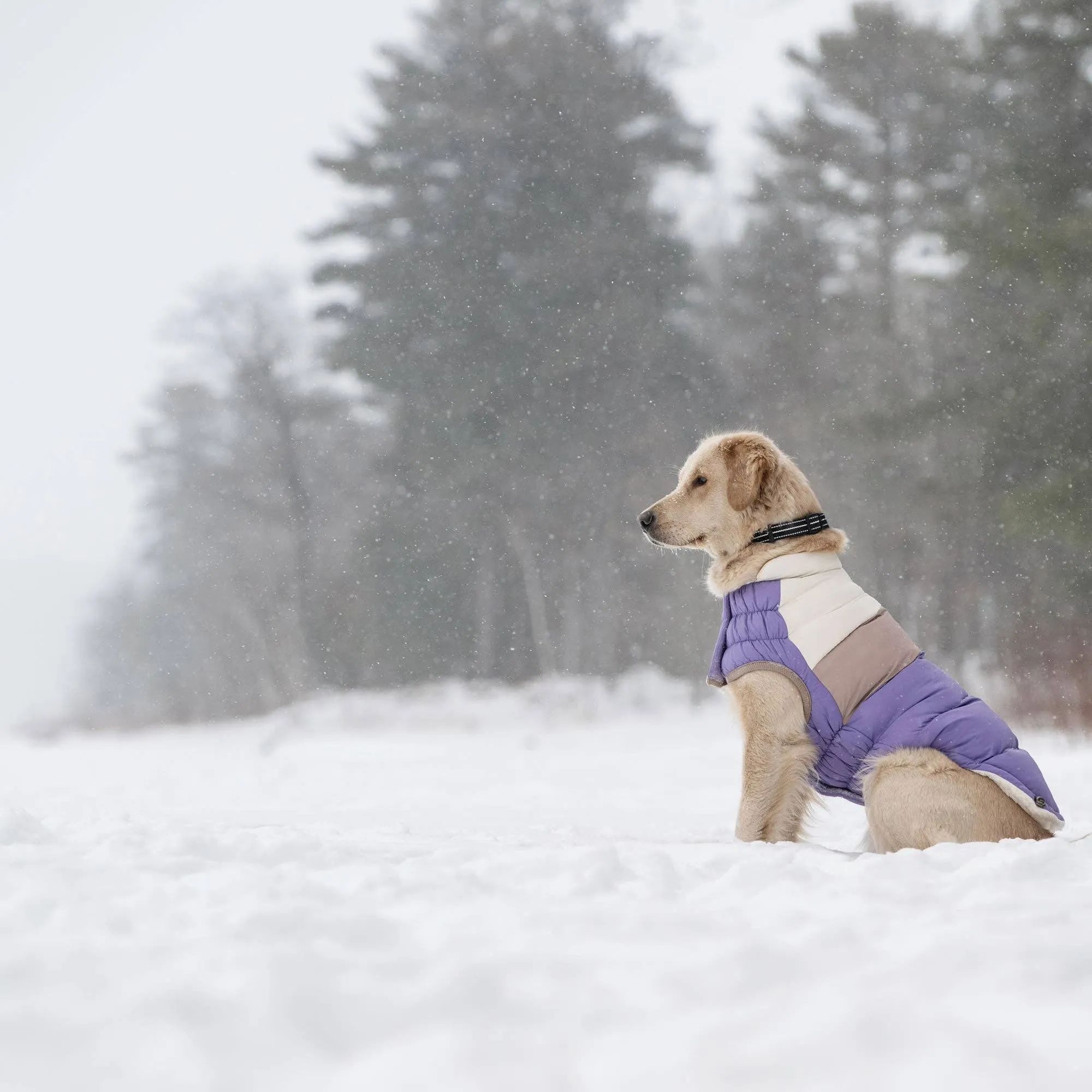 GF Pet Color Block Puffer - Purple